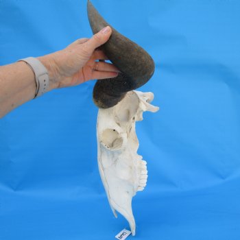 25-1/2 inches wide Large African Blue Wildebeest Skull and Horns for $114.99