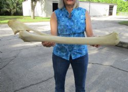 32 inches African G...