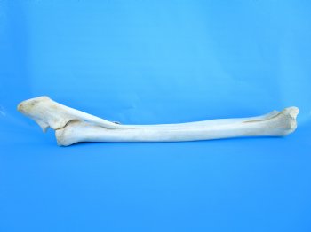 32 inches African Giraffe Radius Bone with Ulna for $159.99