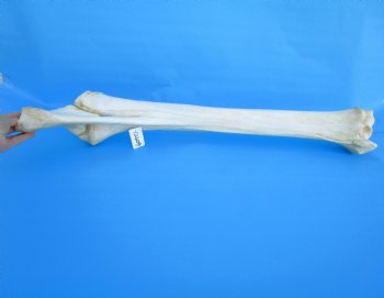 32 inches African Giraffe Radius Bone with Ulna for $159.99