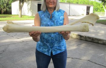 32 inches African Giraffe Radius Bone with Ulna for $159.99
