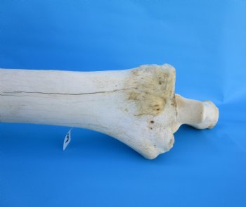 32 inches African Giraffe Radius Bone with Ulna for $159.99