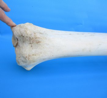 32 inches African Giraffe Radius Bone with Ulna for $159.99