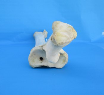 32 inches African Giraffe Radius Bone with Ulna for $159.99