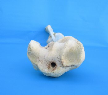 32 inches African Giraffe Radius Bone with Ulna for $159.99