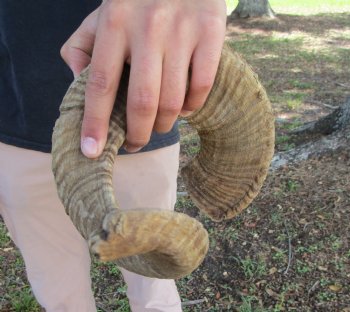 26 inches African Merino Ram, Sheep Horn  for $26.99