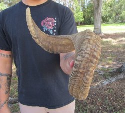 26-1/2 inches Afric...