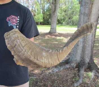 26-1/2 inches African Merino Ram, Sheep Horn  for $26.99