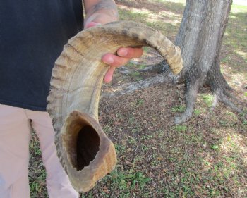 26-1/2 inches African Merino Ram, Sheep Horn  for $26.99