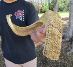 25-1/2 inches Afric...