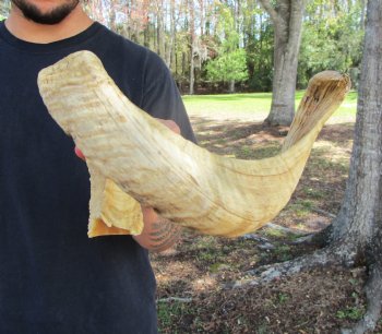 25-1/2 inches African Merino Ram, Sheep Horn  for $26.99