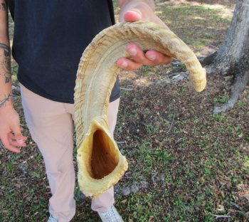 25-1/2 inches African Merino Ram, Sheep Horn  for $26.99