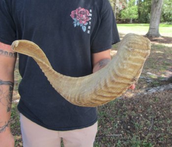 24 inches African Merino Ram, Sheep Horn  for $26.99