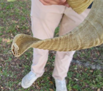 24 inches African Merino Ram, Sheep Horn  for $26.99