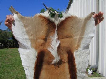 Springbok Skin, Springbok Hide, 43 x 28-1/2 inches - Buy this one for $64.99