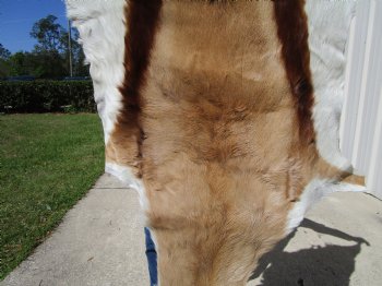Springbok Skin, Springbok Hide, 43 x 28-1/2 inches - Buy this one for $64.99