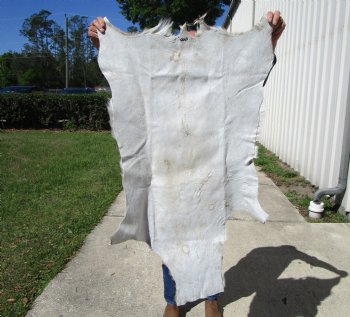 Springbok Skin, Springbok Hide, 43 x 28-1/2 inches - Buy this one for $64.99