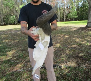 26-1/2 inches wide Huge African Blue Wildebeest Skull and Horns for $114.99