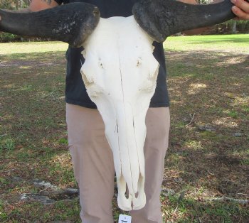 26-3/4 inches wide Huge African Blue Wildebeest Skull and Horns for $114.99