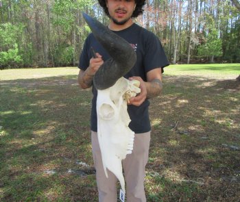 26-3/4 inches wide Huge African Blue Wildebeest Skull and Horns for $114.99