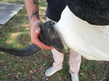 26-3/4 inches wide Huge African Blue Wildebeest Skull and Horns for $114.99