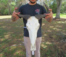 17-1/4 inches wide ...