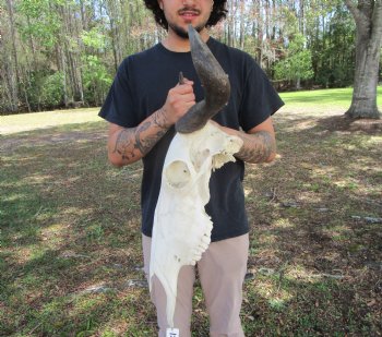 17-1/4 inches wide African Blue Wildebeest Skull with Horns 