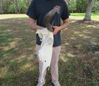 17-1/4 inches wide African Blue Wildebeest Skull with Horns 