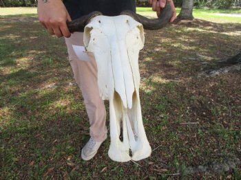 17-1/4 inches wide African Blue Wildebeest Skull with Horns 