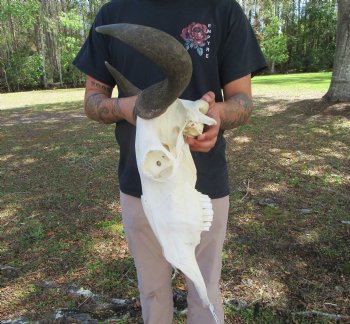 18-1/2 inches wide African Blue Wildebeest Skull with Horns 