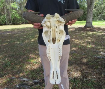 18-1/2 inches wide African Blue Wildebeest Skull with Horns 