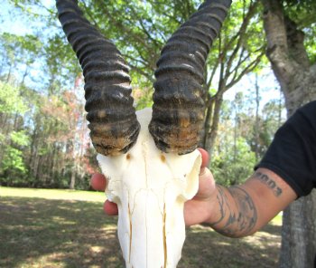 Male African Springbok Skull with 12-7/8 and 13 inches Horns for $69.99