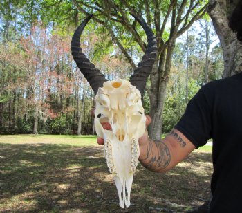 Male African Springbok Skull with 12-7/8 and 13 inches Horns for $69.99