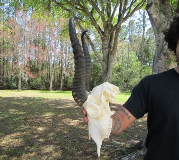 Male African Springbok Skull with 12-7/8 and 13 inches Horns for $69.99