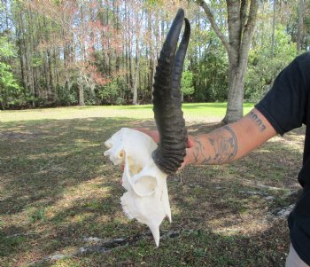 Male African Springbok Skull with 10-7/8 and 11-1/4 inches Horns for $69.99