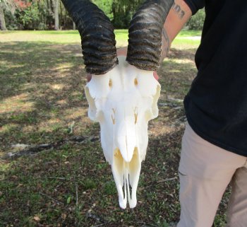 Male African Springbok Skull with 10-7/8 and 11-1/4 inches Horns for $69.99