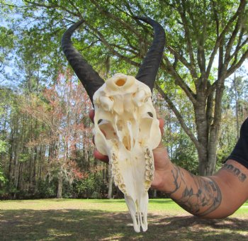 Male African Springbok Skull with 10-7/8 and 11-1/4 inches Horns for $69.99