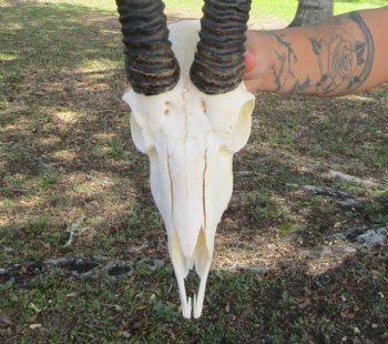 Male African Springbok Skull <font color=red> Good Quality</font> with 12-1/4 and 11-7/8 inches Horns for $69.99