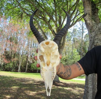 Male African Springbok Skull <font color=red> Good Quality</font> with 12-1/4 and 11-7/8 inches Horns for $69.99