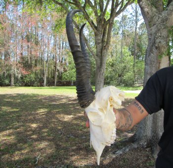 Male African Springbok Skull <font color=red> Good Quality</font> with 12-1/4 and 11-7/8 inches Horns for $69.99