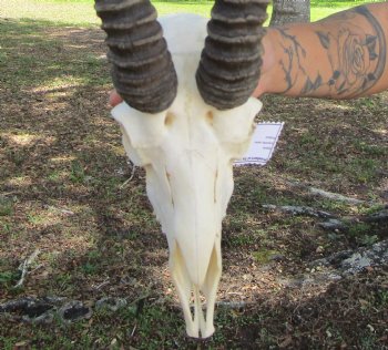 Male African Springbok Skull <font color=red> Good Quality</font> with 10-3/4 inches Horns for $69.99