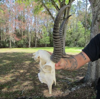 Male African Springbok Skull <font color=red> Good Quality</font> with 10-3/4 inches Horns for $69.99