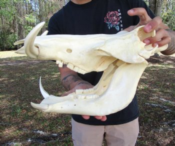 14 inches Large Warthog Skull with 6-1/2 and 7 inches Ivory Tusks - Buy this one for $154.99