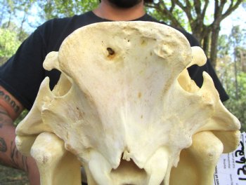 14 inches Large Warthog Skull with 6-1/2 and 7 inches Ivory Tusks - Buy this one for $154.99