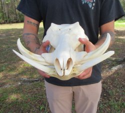 13-3/4 inches Large...