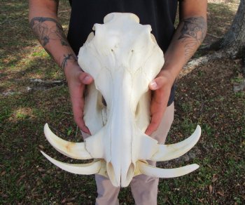 13-3/4 inches Large Warthog Skull with 7-1/4 inches Ivory Tusks - Buy this one for $154.99