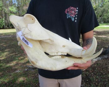 13-3/4 inches Large Warthog Skull with 7-1/4 inches Ivory Tusks - Buy this one for $154.99