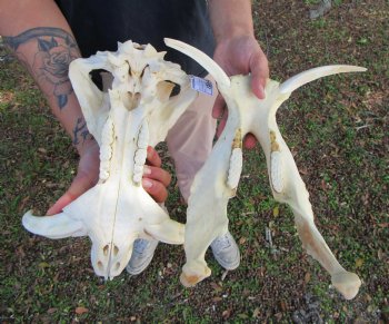 13-3/4 inches Large Warthog Skull with 7-1/4 inches Ivory Tusks - Buy this one for $154.99