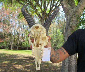 Male African Springbok Skull <font color=red> Good Quality</font> with 11-3/4 inches Horns for $69.99