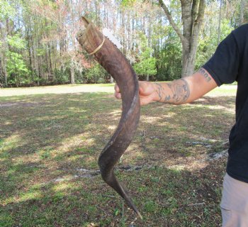 37-1/2 inches Kudu Horn (27-3/4 inches straight) - Buy this one for $99.99 